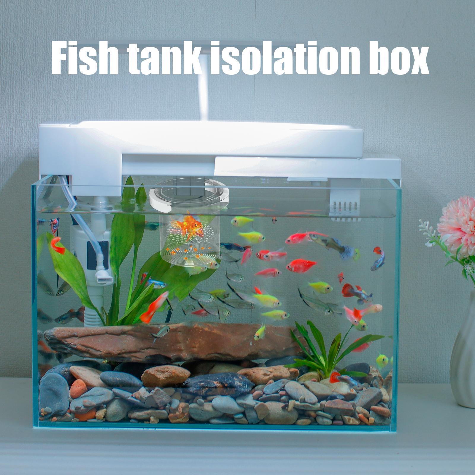 Balık Yetiştirme Kutusu, Yüzen - Aquarium Fish Betta incelemesi ve fiyatı