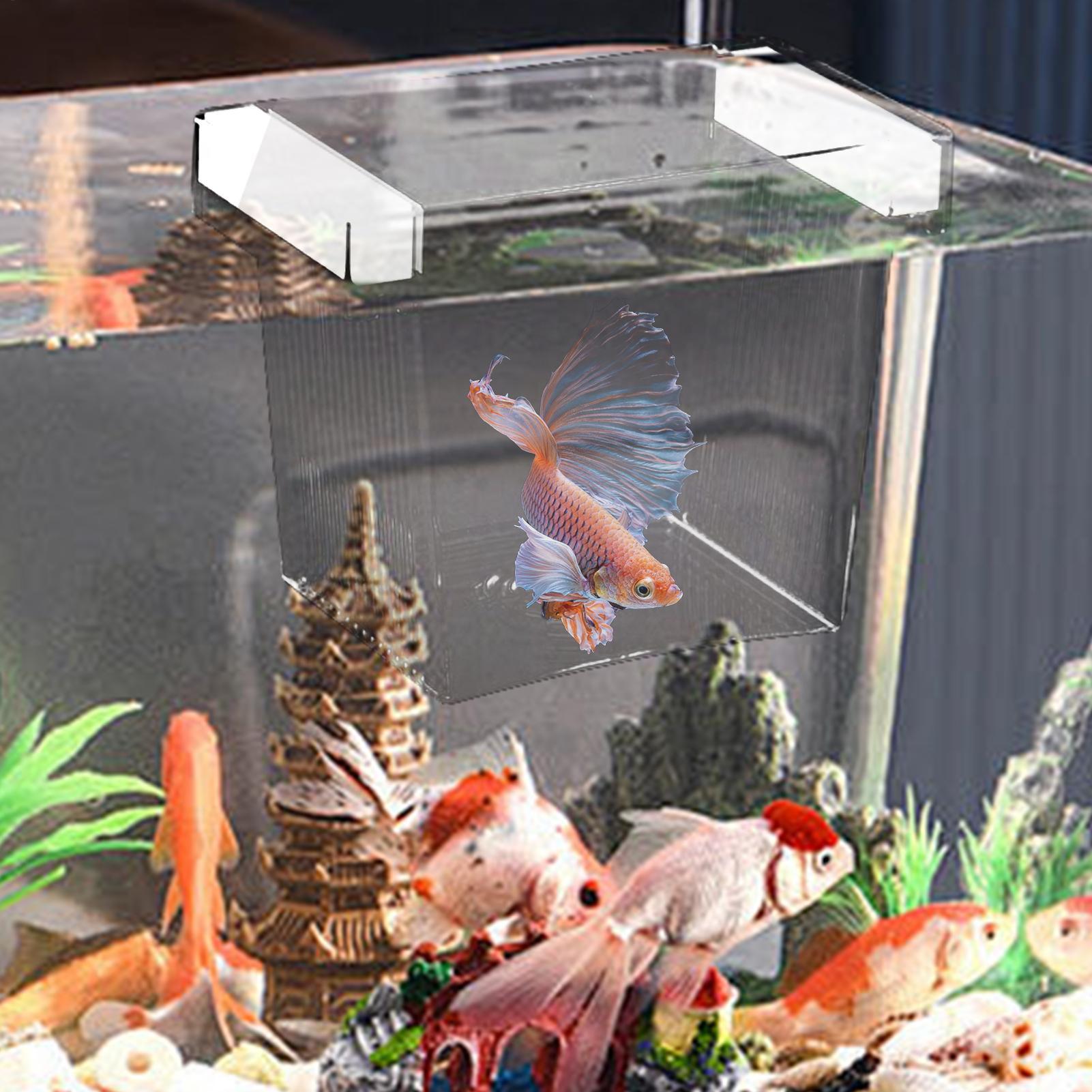 Yüzen Balık Yetiştirme İzolasy - Betta Fish Tank incelemesi ve fiyatı