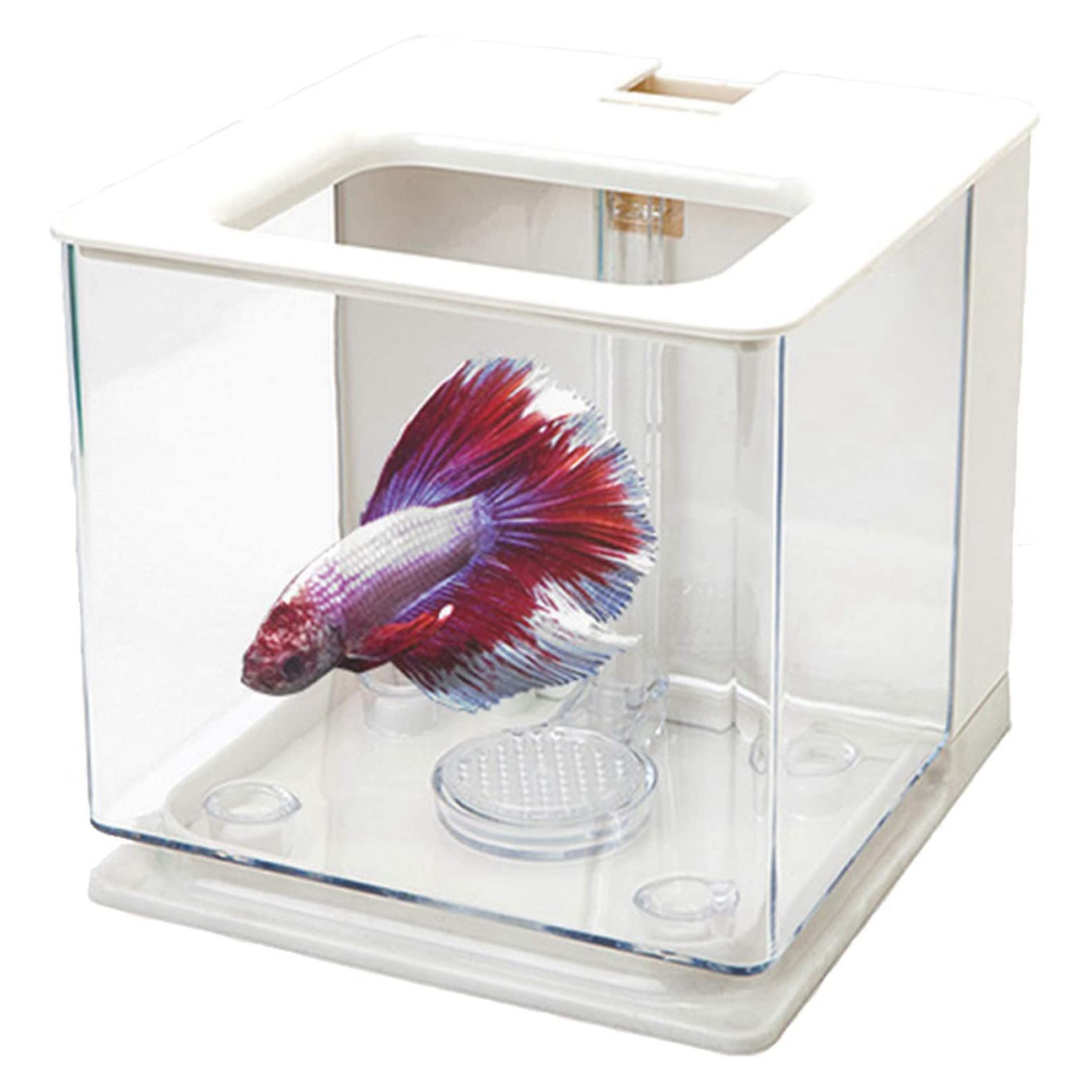 AT21-2X Betta Balık Tankı Akva - Betta Fish Tank incelemesi ve fiyatı