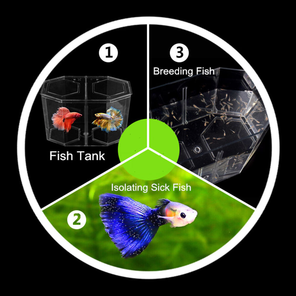Akrilik Iki Bölünmüş Lepistes  - Aquarium Fish Betta incelemesi ve fiyatı